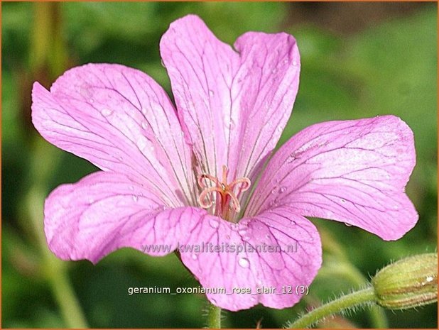 Geranium oxonianum 'Rose Clair' | Ooievaarsbek