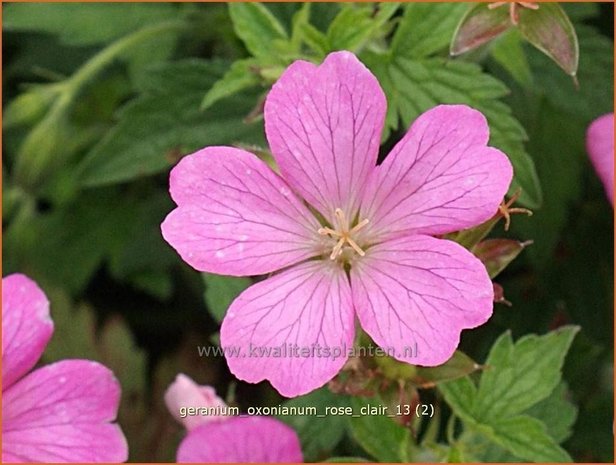 Geranium oxonianum 'Rose Clair' | Ooievaarsbek