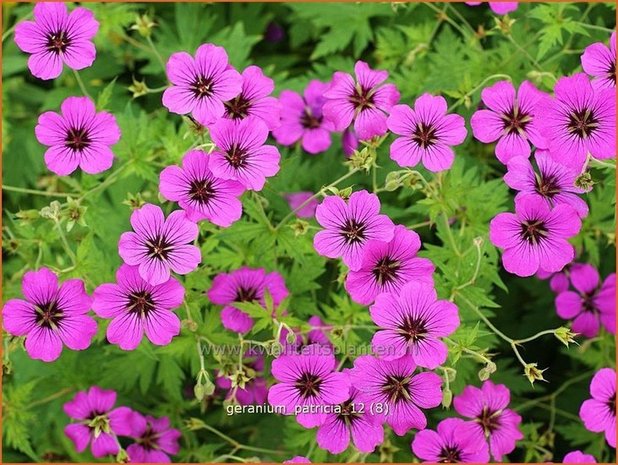 Geranium 'Patricia' | Ooievaarsbek