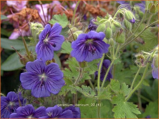 Geranium ibericum | Ooievaarsbek