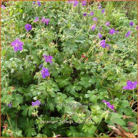 Geranium 'Lakwijk Star' | Ooievaarsbek