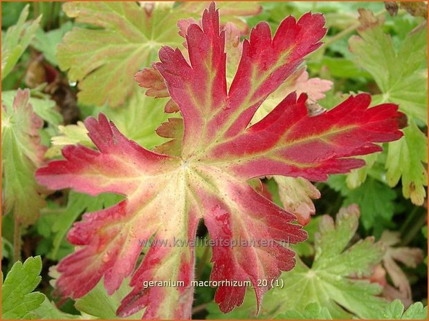 Geranium macrorrhizum | Rotsooievaarsbek, Ooievaarsbek, Tuingeranium | Balkan-Storchschnabelq