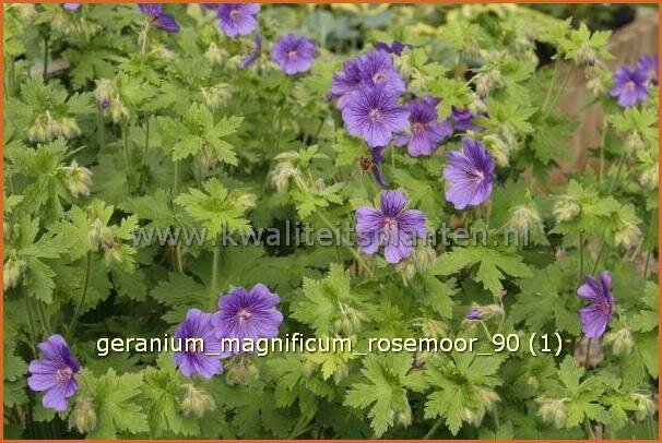 Geranium magnificum 'Rosemoor' | Ooievaarsbek