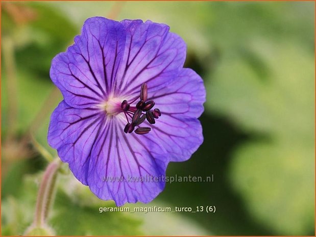 Geranium magnificum 'Turco' | Ooievaarsbek