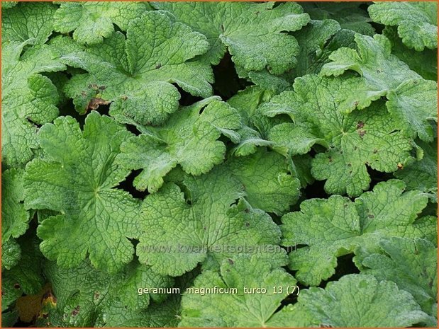 Geranium magnificum 'Turco' | Ooievaarsbek