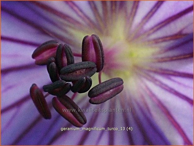 Geranium magnificum 'Turco' | Ooievaarsbek