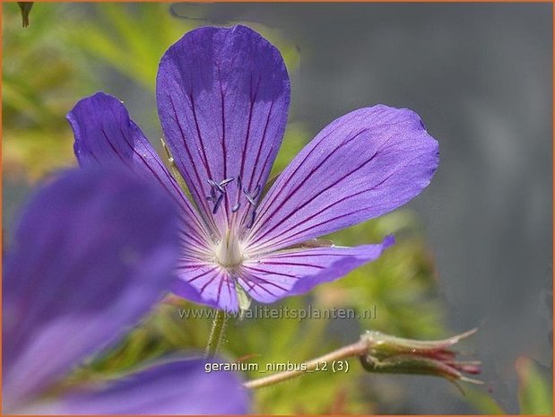 Geranium 'Nimbus' | Ooievaarsbek