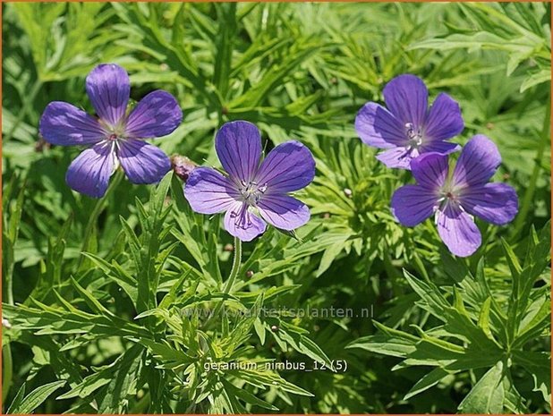 Geranium 'Nimbus' | Ooievaarsbek