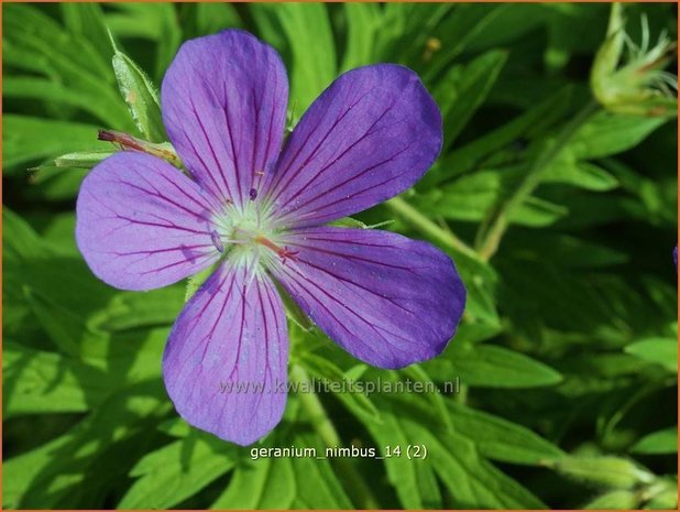 Geranium 'Nimbus' | Ooievaarsbek
