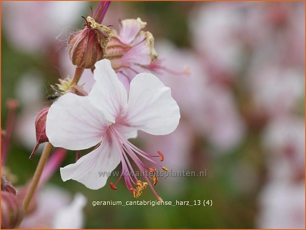 Geranium cantabrigiense 'Harz' | Ooievaarsbek