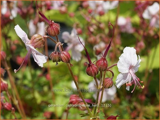 Geranium cantabrigiense 'Harz' | Ooievaarsbek