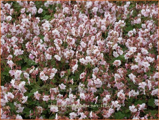 Geranium cantabrigiense 'Harz' | Ooievaarsbek