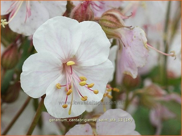 Geranium cantabrigiense 'Saint Ola' | Ooievaarsbek