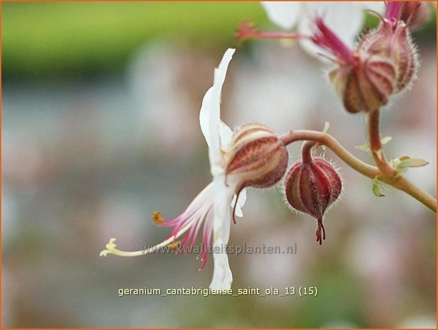 Geranium cantabrigiense 'Saint Ola' | Ooievaarsbek