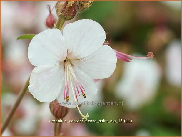 Geranium cantabrigiense 'Saint Ola' | Ooievaarsbek