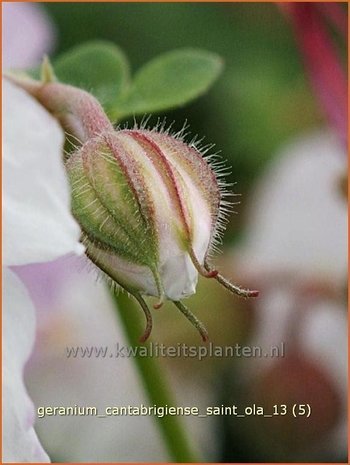 Geranium cantabrigiense 'Saint Ola' | Ooievaarsbek