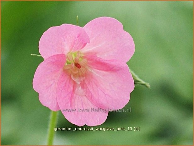 Geranium endressii 'Wargrave Pink' | Ooievaarsbek