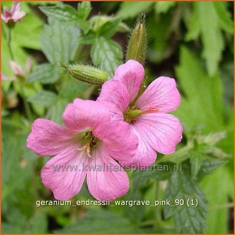 Geranium endressii 'Wargrave Pink' | Ooievaarsbek