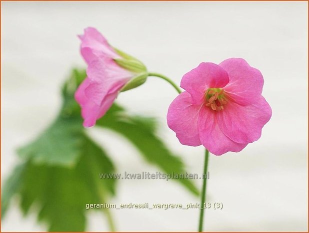 Geranium endressii 'Wargrave Pink' | Ooievaarsbek