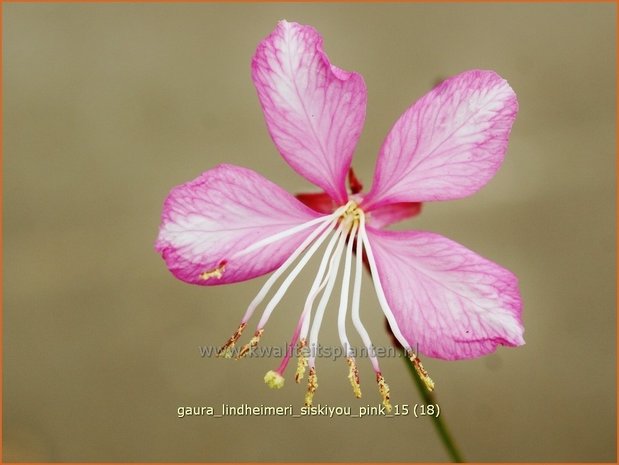 Gaura lindheimeri 'Siskiyou Pink' | Prachtkaars, Vlinderkruid