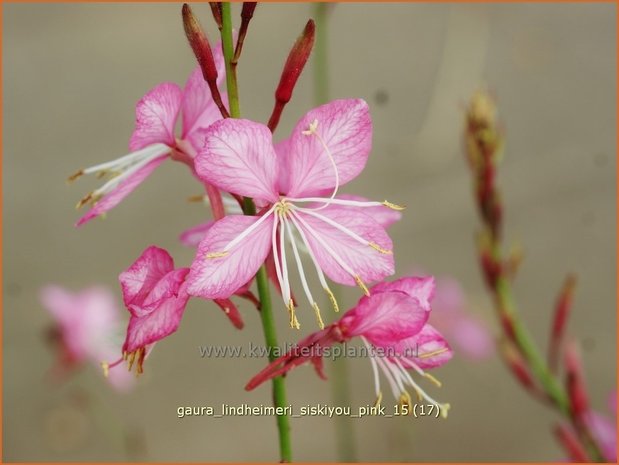 Gaura lindheimeri 'Siskiyou Pink' | Prachtkaars, Vlinderkruid