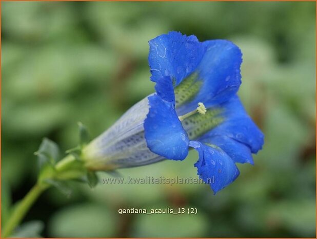 Gentiana acaulis | Gentiaan