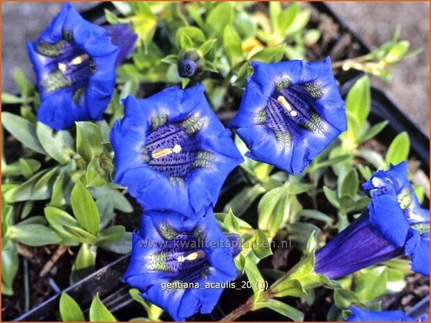 Gentiana acaulis | Gentiaan
