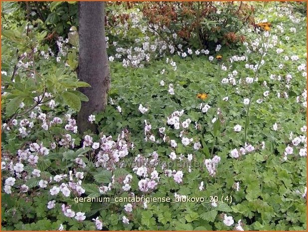 Geranium cantabrigiense 'Biokovo' | Ooievaarsbek