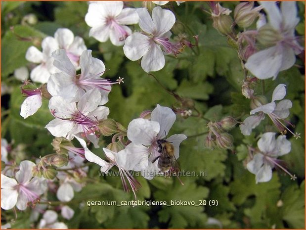 Geranium cantabrigiense 'Biokovo' | Ooievaarsbek