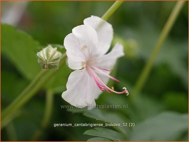 Geranium cantabrigiense 'Biokovo' | Ooievaarsbek