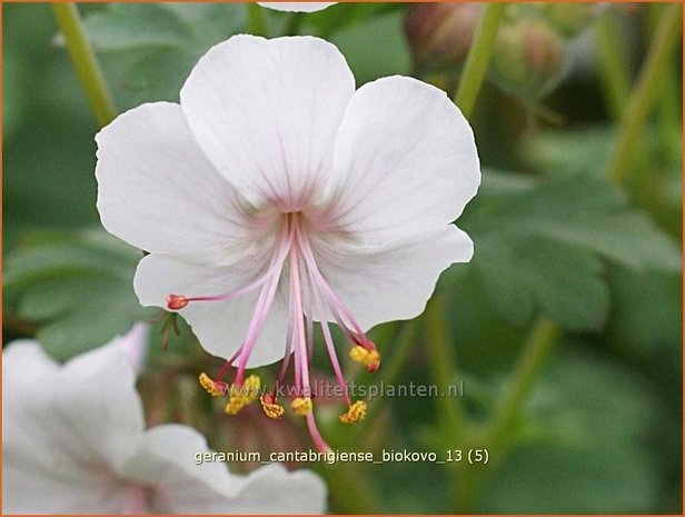 Geranium cantabrigiense 'Biokovo' | Ooievaarsbek