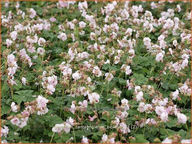 Geranium cantabrigiense 'Biokovo' | Ooievaarsbek