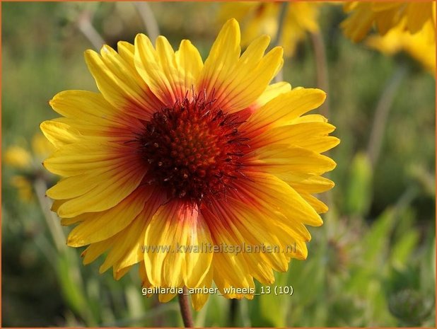 Gaillardia &#39;Amber Wheels&#39; | Kokardebloem | Kokardenblume
