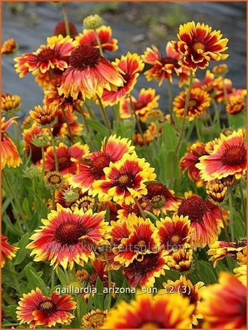 Gaillardia 'Arizona Sun' | Kokardebloem