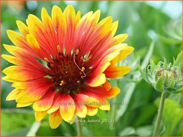 Gaillardia 'Kobold' | Kokardebloem