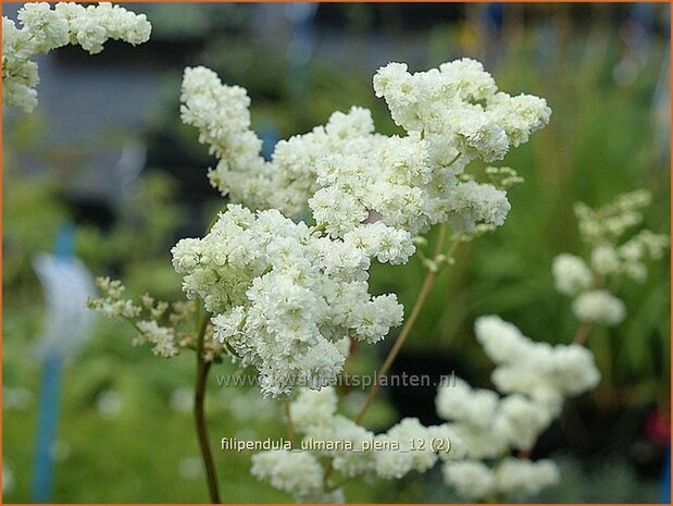 Filipendula ulmaria 'Plena' | Moerasspirea, Spirea | Sumpf-M&auml;des&uuml;&szlig;