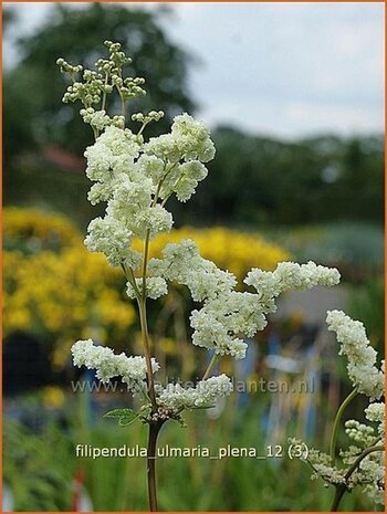 Filipendula ulmaria 'Plena' | Moerasspirea, Spirea | Sumpf-M&auml;des&uuml;&szlig;