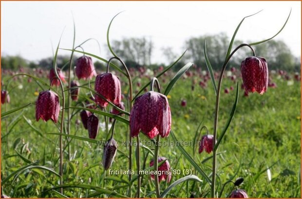 Fritillaria meleagris | Kievitsei