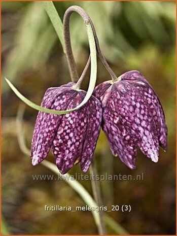 Fritillaria meleagris | Kievitsei