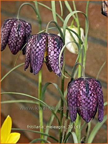 Fritillaria meleagris | Kievitsei