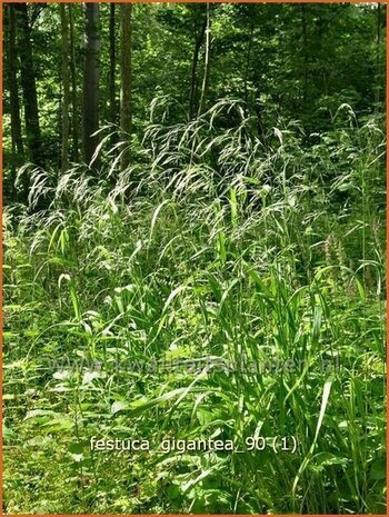 Festuca gigantea | Reuzenzwenkgras, Schapengras, Zwenkgras | Grüner Riesenschwingel | Giant Fescue