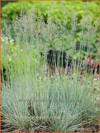 Festuca glauca 'Blauglut' | Hard zwenkgras, Blauw schapengras