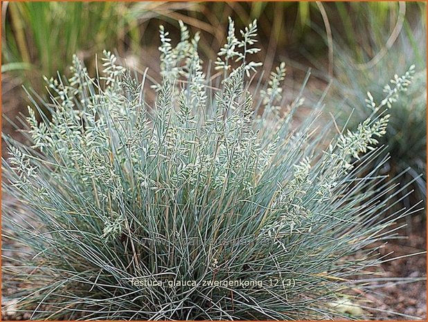 Festuca glauca 'Zwergenkonig' | Hard zwenkgras, Blauw schapengras