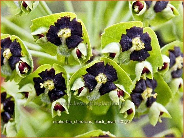 Euphorbia characias 'Black Pearl' | Wolfsmelk