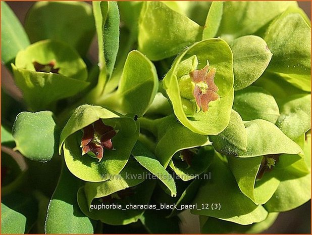 Euphorbia characias 'Black Pearl' | Wolfsmelk