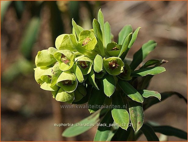 Euphorbia characias 'Black Pearl' | Wolfsmelk