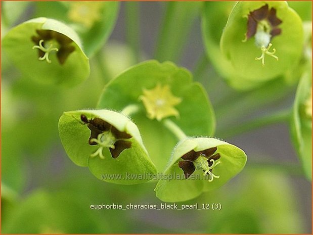 Euphorbia characias 'Black Pearl' | Wolfsmelk