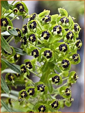 Euphorbia characias 'Black Pearl' | Wolfsmelk