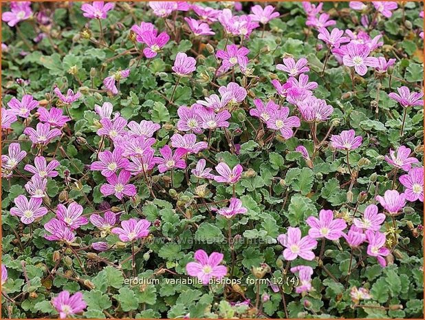 Erodium variabile 'Bishop's Form' | Reigersbek