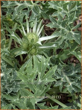 Eryngium bourgatii | Kruisdistel